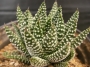 Хавортия пумила (Haworthia Pumila Royal Albert)