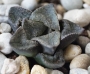Хавортия (Haworthia)