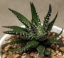 Хавортия (HAWORTHIA attenuata)