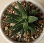 Хавортия (HAWORTHIA attenuata)