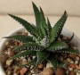 Хавортия (HAWORTHIA attenuata)
