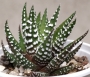 Хавортия (HAWORTHIA attenuata)
