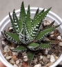 Хавортия (HAWORTHIA attenuata)