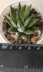 Хавортия (HAWORTHIA attenuata)