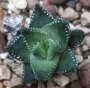 Хавортия (Haworthia coarctata var. coarctata (chalwinii))