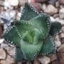 Хавортия (Haworthia coarctata var. coarctata (chalwinii))