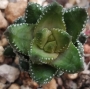 Хавортия (Haworthia coarctata var. coarctata (chalwinii))