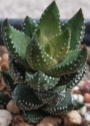 Хавортия (Haworthia coarctata var. coarctata (chalwinii))