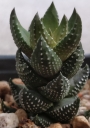 Хавортия (Haworthia coarctata var. coarctata (chalwinii))
