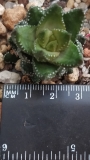 Хавортия (Haworthia coarctata var. coarctata (chalwinii))