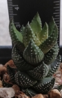 Хавортия (Haworthia coarctata var. coarctata (chalwinii))