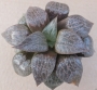 Хавортия (Haworthia comptoniana)