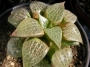 Хавортия (Haworthia comptoniana)