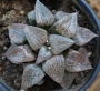 Хавортия (Haworthia comptoniana)