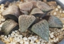 Хавортия (Haworthia comptoniana)