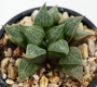 Хавортия (Haworthia comptoniana コンプトニア)