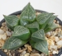 Хавортия (Haworthia comptoniana コンプトニア)