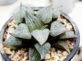 Хавортия (Haworthia comptoniana コンプトニア)