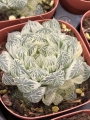 Хавортия (Haworthia Cooperi Daruma shirokohaku)