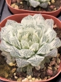 Хавортия (Haworthia Cooperi Daruma shirokohaku)