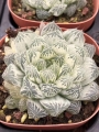 Хавортия (Haworthia Cooperi Daruma shirokohaku)