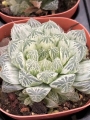 Хавортия (Haworthia Cooperi Daruma shirokohaku)