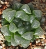 Хавортия (Haworthia cooperi v. truncata BOLO RESERVE, RIB 0143)