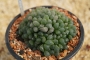 Хавортия (Haworthia cooperi v. truncata BOLO RESERVE, RIB 0143)