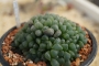 Хавортия (Haworthia cooperi v. truncata BOLO RESERVE, RIB 0143)