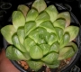 Хавортия (Haworthia cooperi var. obtusa)