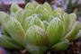 Хавортия (Haworthia cooperi var. obtusa)