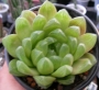Хавортия (Haworthia cooperi var. obtusa)