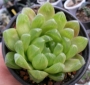 Хавортия (Haworthia cooperi var. obtusa)