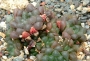 Хавортия (Haworthia cooperi var. obtusa)