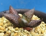 Хавортия (Haworthia cv. Crocodile, ハオルチア クロコダイルA)