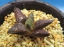 Хавортия (Haworthia cv. Crocodile, ハオルチア クロコダイルA)