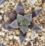 Хавортия (HAWORTHIA cv. Frost, Japan hybrid)