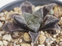 Хавортия (HAWORTHIA cv. Frost, Japan hybrid)