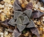 Хавортия (HAWORTHIA cv. Frost, Japan hybrid)
