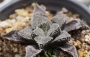 Хавортия (HAWORTHIA cv. Frost, Japan hybrid)