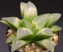 Хавортия (Haworthia cv. Kawasemi ハオルチア 川蝉)