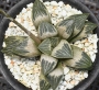 Хавортия (Haworthia cv. Kawasemi ハオルチア 川蝉)