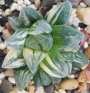 Хавортия вариегата (Haworthia cv. Tiger Pygmaea variegata)