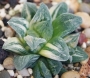 Хавортия вариегата (Haworthia cv. Tiger Pygmaea variegata)