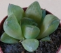Хавортия (Haworthia cymbiformis)