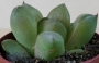 Хавортия (Haworthia cymbiformis)