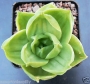 Хавортия (HAWORTHIA CYMBIFORMIS CV ROSE)