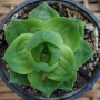 Хавортия (HAWORTHIA CYMBIFORMIS CV ROSE)