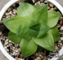 Хавортия (HAWORTHIA CYMBIFORMIS CV ROSE)