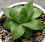 Хавортия (HAWORTHIA CYMBIFORMIS CV ROSE)